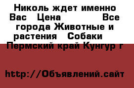 Николь ждет именно Вас › Цена ­ 25 000 - Все города Животные и растения » Собаки   . Пермский край,Кунгур г.